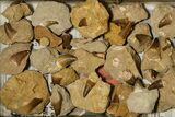 1" Fossil Mosasaur Teeth In Rock - Morocco - Photo 4